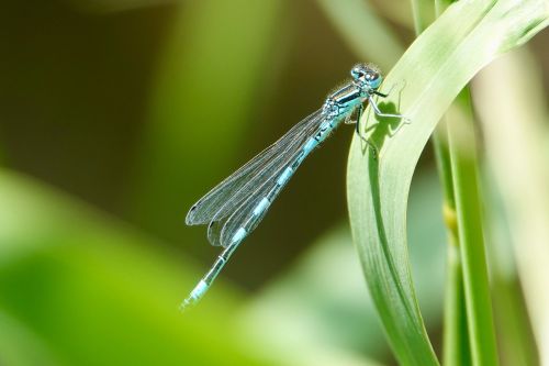 Coenagrion mercuriale - agrion de mercure male _ Jean_Marc_Faton.jpeg