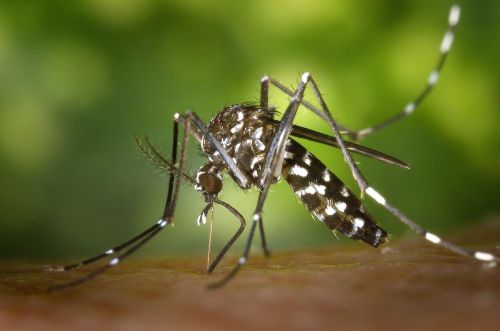 mosquito-49141_1280.jpg