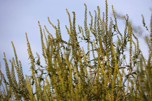 common-ragweed-7430352_1280.jpg