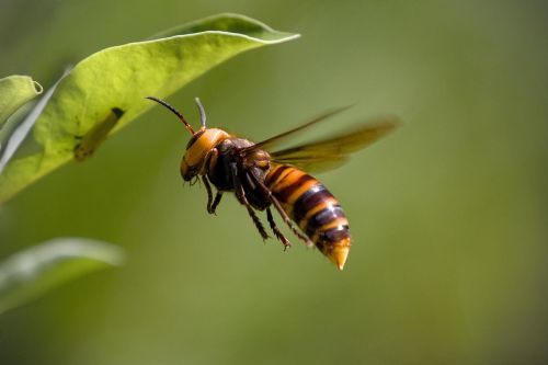 asian-giant-hornet-8335577_1280.jpg