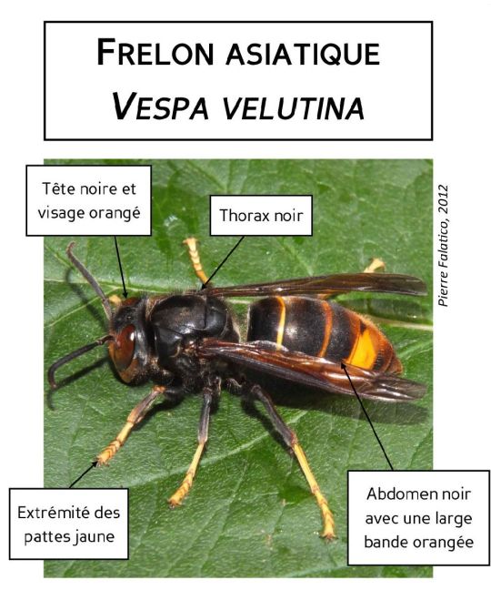 frelon1.jpg