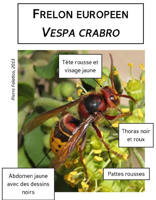 frelon2.jpg